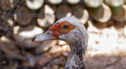 the head of a farmer's white duck close-up