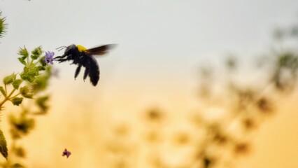 Bee cover background 