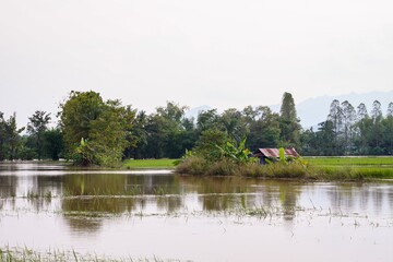 Fototapeta premium Rural paddy fields flooded after days of heavy rain.