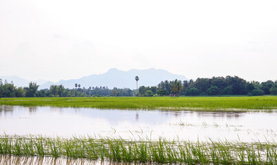 Fototapeta premium Rural paddy fields flooded after days of heavy rain.