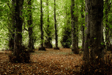 Woodland Trees at the start of Autumn