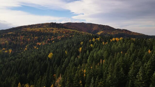 Drone sliding left over yellowed autumn colored trees and mountains, aerial view of the scenic and colorful forest during fall season in Carpathian