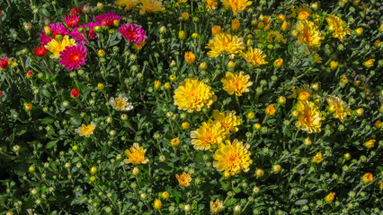 Chrysanthemum bush, a staple in fall gardens. Autumn flowers for gardens, parks