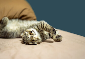 Short-haired Scottish kitten, gray, cute. A dream kitten sleeps on a bed under a warm blanket. Pets sleep in the comfort of your home.