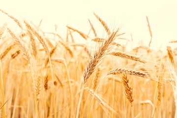 Field grains. Rye landscape harvest in sun day. Bread plant agriculture farm cereal crop in sunset....