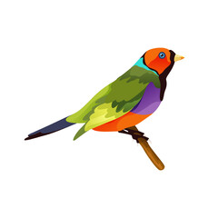 Gouldian or rainbow finch bird, vector icon.