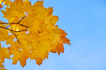 Yellowed autumn maple foliage against blue sky.