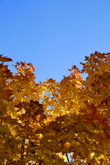 Yellowed autumn maple foliage against blue sky.