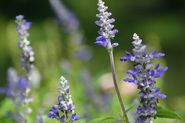 ブルーサルビア