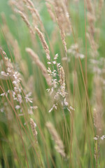 Grass in a meadow background