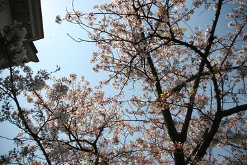Cherry blossoms