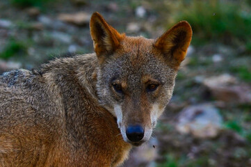 Wolf in Sierra de la Culebra. Zamora.Spain