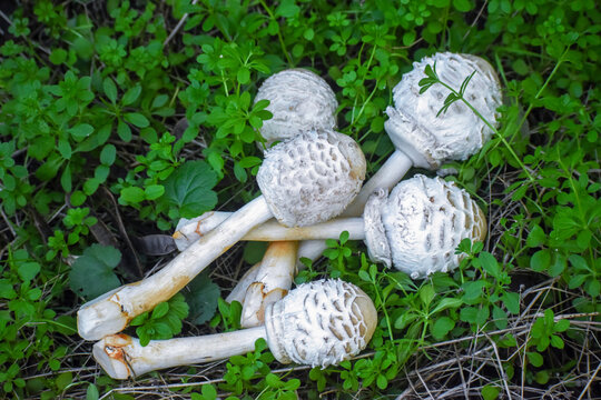 Parasol Mushroom (Macrolepiota Procera), Cut Young Mushrooms On Green Plants, View From Above