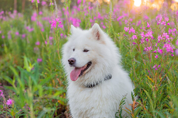 Samoyed dog portrait in flowers. Dog on natural background. Summertime