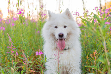 Samoyed dog portrait in flowers. Dog on natural background. Summertime