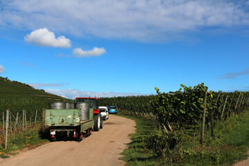 Fototapeta premium Grape harvest in the vineyard on a sunny day (Kaiserstuhl, Germany)
