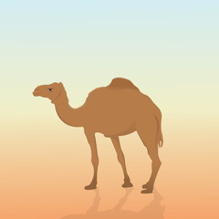 Desert camel with shadow and gradient background