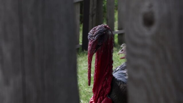 Black Turkey Bird In A Poultry Farm. Turkey Birds In The Village Stand By The Fence.  A Look Over The Fence. A Look Through A Wooden Fence. 60 FPS, 4k, ProRes