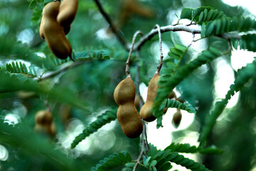 tamarind tree