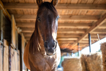 Obraz premium Portrait of a horse in the stable against the background of hay bales