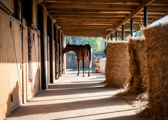 Stable, horse silhouette. Hay bales, sunset. Polish Arabian horse