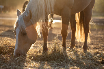 Beautiful palomino horse, quorter eating hay in the pasture in the sunshine, fall © Ella