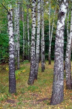 Autumn day in a birch grove. White tree trunks and yellow leaves
