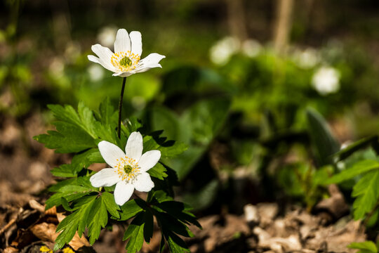 white flowers in the forest - zawilce
