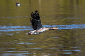 The flying greylag goose, Anser anser is a species of large goose