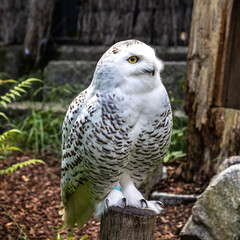 The Snowy Owl, Bubo scandiacus is a large, white owl of the owl family