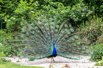 Indian Peacock or Blue Peacock, Pavo cristatus