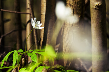 Zawilce w wiosennym lesie © PQ