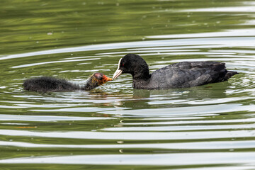 The Eurasian coot, Fulica atra swimming on the Kleinhesseloher Lake at Munich, Germany