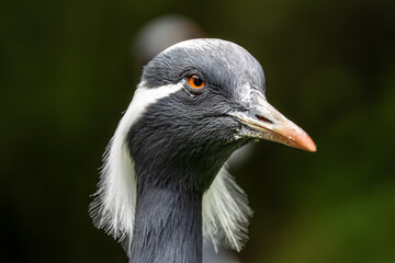 Demoiselle Crane, Anthropoides virgo are living in the bright green meadow during the day time