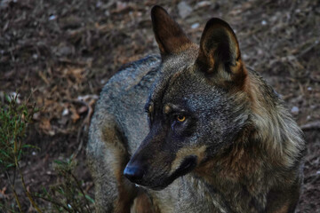 Fototapeta na wymiar Wolf in Sierra de la Culebra. Zamora.Spain