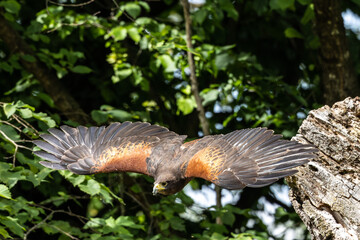 Harris's hawk, Parabuteo unicinctus, bay-winged hawk or dusky hawk