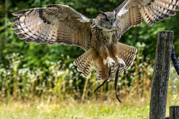 Siberian eagle owl, bubo bubo sibiricus. The biggest owl in the world