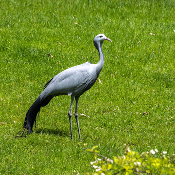 The Blue Crane, Grus paradisea, is an endangered bird