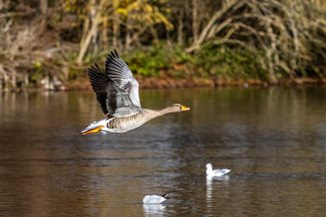 The flying greylag goose, Anser anser is a species of large goose