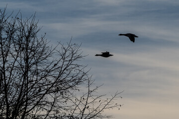 The flying greylag goose, Anser anser is a species of large goose