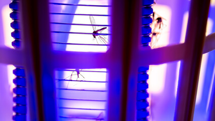 Electric mosquito trap attract insects with UV light.
