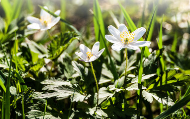 white spring flowers