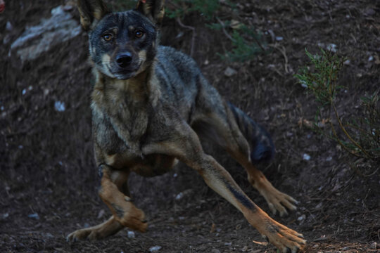 Wolf in Sierra de la Culebra. Zamora.Spain