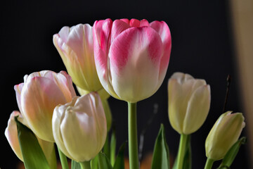 Obraz premium Tulipany, kolorowe wiosenne kwiaty. Tulips, spring flowers.