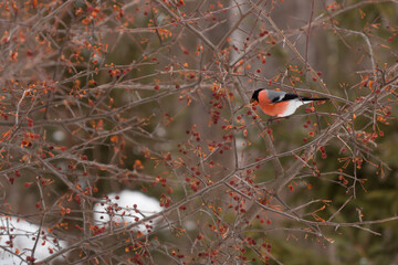 bullfinches in the forest eating red berries and apples with trees and bushes in winter