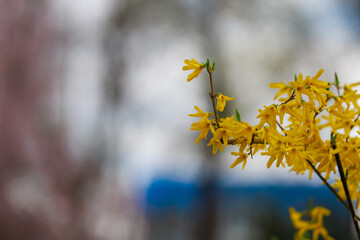 Fototapeta na wymiar Yellow flowering Forsythia bush in spring. Selective focus. Background with copy space for text