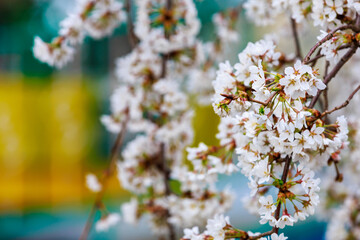 Blooming fruit trees in spring. Flowers on branches. Selective focus with blurred background and copy space for text