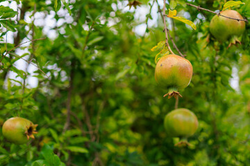 Pomegranate fruits ripen on trees in the garden. Natural background with selective focus and copy space