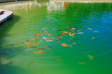 Fish pond, selective focus. Background with copy space