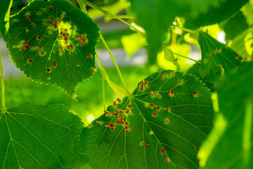 Linden leaves with the lime gall mite, Eriophyes tiliae. Closeup photograph of a linden leaf affected by Eriophyes tiliae galls. High quality photo  - obrazy, fototapety, plakaty